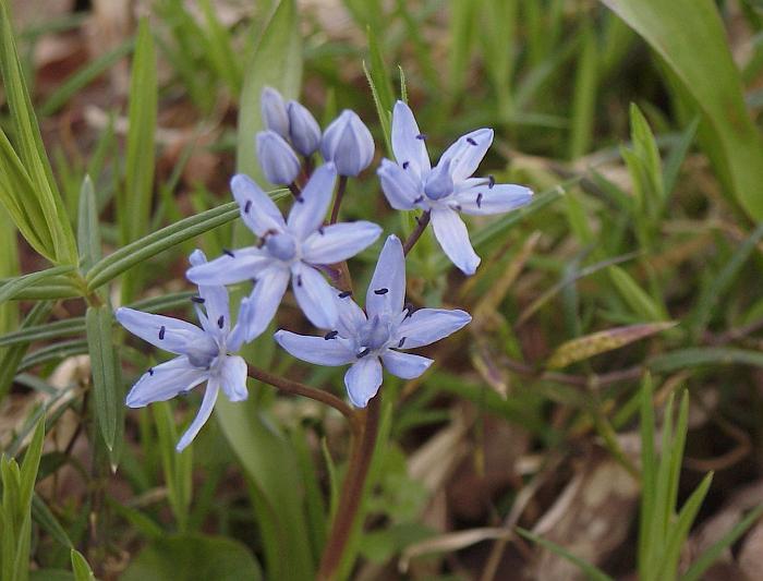 fleures bleues